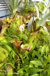 Heliamphora spec. nov. Akopan - kliknij aby zobaczyć zdjęcie. Heliamphora spec. nov. Akopan