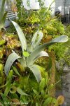 Brocchinia hechtioides - kliknij aby zobaczyć zdjęcie. Brocchinia hechtioides