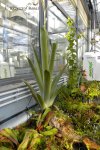 Brocchinia reducta - kliknij aby zobaczyć zdjęcie. Brocchinia reducta