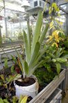 Brocchinia reducta - kliknij aby zobaczyć zdjęcie. Brocchinia reducta