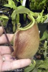 Nepenthes rafflesiana x mirabilis var globosa - kliknij aby zobaczyć zdjęcie. Nepenthes rafflesiana x mirabilis var globosa