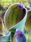 Heliamphora pulchella (Apacapa Tepui) - kliknij aby zobaczyć zdjęcie. Heliamphora pulchella (Apacapa Tepui)