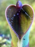 Heliamphora pulchella (Apacapa Tepui) - kliknij aby zobaczyć zdjęcie. Heliamphora pulchella (Apacapa Tepui)