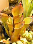 Heliamphora nutans - kliknij aby zobaczyć zdjęcie. Heliamphora nutans