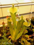 Heliamphora tatei (Cerro Duida) - kliknij aby zobaczyć zdjęcie. Heliamphora tatei (Cerro Duida)