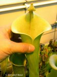 Heliamphora tatei (Cerro Duida) - kliknij aby zobaczyć zdjęcie. Heliamphora tatei (Cerro Duida)