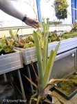 Brocchinia reducta - kliknij aby zobaczyć zdjęcie. Brocchinia reducta
