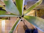 Brocchinia reducta - kliknij aby zobaczyć zdjęcie. Brocchinia reducta