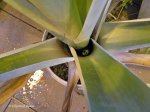 Brocchinia reducta - kliknij aby zobaczyć zdjęcie. Brocchinia reducta