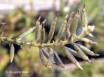 Brocchinia reducta - kliknij aby zobaczyć zdjęcie. Brocchinia reducta