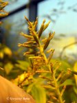 Brocchinia reducta - kliknij aby zobaczyć zdjęcie. Brocchinia reducta