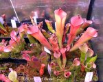 Heliamphora folliculata (Murosipan Tepui, Ven.) - kliknij aby zobaczyć zdjęcie. Heliamphora folliculata (Murosipan Tepui, Ven.)