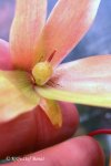 Heliamphora exappendiculata (Amuri Tepui) - kliknij aby zobaczyć zdjęcie. Heliamphora exappendiculata (Amuri Tepui)