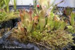 Heliamphora minor - kliknij aby zobaczyć zdjęcie. Heliamphora minor