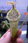 Nepenthes burbidgeae x campanulata - kliknij aby zobaczyć zdjęcie. Nepenthes burbidgeae x campanulata