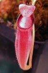 Nepenthes ovata - kliknij aby zobaczyć zdjęcie. Nepenthes ovata