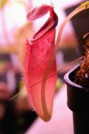 Nepenthes ovata - kliknij aby zobaczyć zdjęcie. Nepenthes ovata