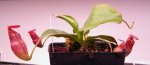 Nepenthes rajah (Borneo) - kliknij aby zobaczyć zdjęcie. Nepenthes rajah (Borneo)