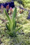 Brocchinia hechtioides - kliknij aby zobaczyć zdjęcie. Brocchinia hechtioides
