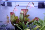 Heliamphora folliculata (Aparaman Tepui, Venezuela) - kliknij aby zobaczyć zdjęcie. Heliamphora folliculata (Aparaman Tepui, Venezuela)