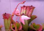 Heliamphora folliculata (Aparaman Tepui, Venezuela) - kliknij aby zobaczyć zdjęcie. Heliamphora folliculata (Aparaman Tepui, Venezuela)