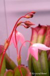 Heliamphora folliculata (Aparaman Tepui, Venezuela) - kliknij aby zobaczyć zdjęcie. Heliamphora folliculata (Aparaman Tepui, Venezuela)