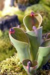 Heliamphora pulchella (Apacapa Tepui) - kliknij aby zobaczyć zdjęcie. Heliamphora pulchella (Apacapa Tepui)
