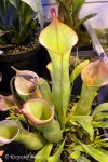 Heliamphora spec. nov. Akopan - kliknij aby zobaczyć zdjęcie. Heliamphora spec. nov. Akopan