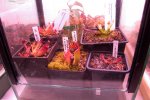 Heliamphora - kliknij aby zobaczyć zdjęcie. Heliamphora