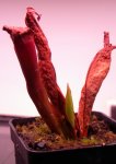 Heliamphora parva GH - kliknij aby zobaczyć zdjęcie. Heliamphora parva GH