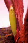 Heliamphora parva GH - kliknij aby zobaczyć zdjęcie. Heliamphora parva GH