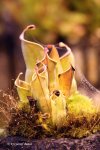 Heliamphora minor - kliknij aby zobaczyć zdjęcie. Heliamphora minor