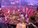 Heliamphora huberi (Akopan Tepui) - kliknij aby zobaczyć zdjęcie. Heliamphora huberi (Akopan Tepui)