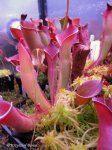Heliamphora huberi - kliknij aby zobaczyć zdjęcie. Heliamphora huberi