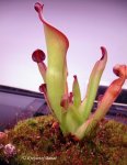 Heliamphora uncinata (Amuri Tepui, Venezuela) - kliknij aby zobaczyć zdjęcie. Heliamphora uncinata (Amuri Tepui, Venezuela)