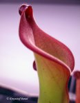 Heliamphora uncinata (Amuri Tepui, Venezuela) - kliknij aby zobaczyć zdjęcie. Heliamphora uncinata (Amuri Tepui, Venezuela)