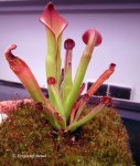 Heliamphora uncinata (Amuri Tepui, Venezuela) - kliknij aby zobaczyć zdjęcie. Heliamphora uncinata (Amuri Tepui, Venezuela)