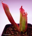 Heliamphora parva GH - kliknij aby zobaczyć zdjęcie. Heliamphora parva GH