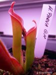 Heliamphora parva GH - kliknij aby zobaczyć zdjęcie. Heliamphora parva GH