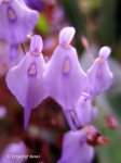 Utricularia pubescens - kliknij aby zobaczyć zdjęcie. Utricularia pubescens