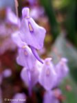 Utricularia pubescens - kliknij aby zobaczyć zdjęcie. Utricularia pubescens