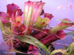 Heliamphora folliculata (Aparaman Tepui, Venezuela) - kliknij aby zobaczyć zdjęcie. Heliamphora folliculata (Aparaman Tepui, Venezuela)