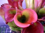Heliamphora folliculata (Aparaman Tepui, Venezuela) - kliknij aby zobaczyć zdjęcie. Heliamphora folliculata (Aparaman Tepui, Venezuela)