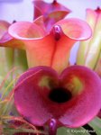 Heliamphora folliculata (Aparaman Tepui, Venezuela) - kliknij aby zobaczyć zdjęcie. Heliamphora folliculata (Aparaman Tepui, Venezuela)