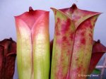 Heliamphora folliculata (Aparaman Tepui, Venezuela) - kliknij aby zobaczyć zdjęcie. Heliamphora folliculata (Aparaman Tepui, Venezuela)