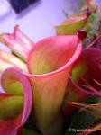 Heliamphora folliculata (Aparaman Tepui, Venezuela) - kliknij aby zobaczyć zdjęcie. Heliamphora folliculata (Aparaman Tepui, Venezuela)