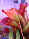Heliamphora folliculata (Aparaman Tepui, Venezuela) - kliknij aby zobaczyć zdjęcie. Heliamphora folliculata (Aparaman Tepui, Venezuela)