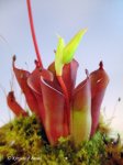 Heliamphora pulchella (Chimanta Tepui, Venezuela) - kliknij aby zobaczyć zdjęcie. Heliamphora pulchella (Chimanta Tepui, Venezuela)