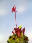 Heliamphora pulchella (Chimanta Tepui) - kliknij aby zobaczyć zdjęcie. Heliamphora pulchella (Chimanta Tepui)