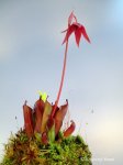 Heliamphora pulchella (Chimanta Tepui, Venezuela) - kliknij aby zobaczyć zdjęcie. Heliamphora pulchella (Chimanta Tepui, Venezuela)